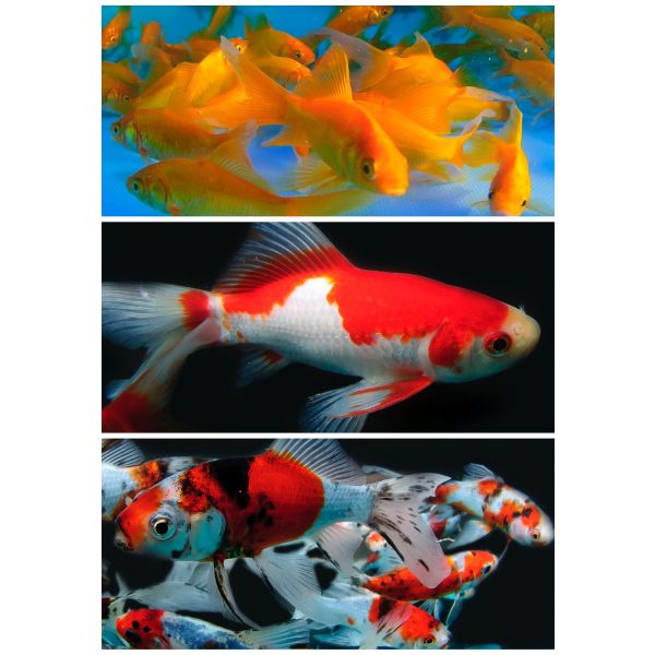 Mix Gullfisk 8-15cm 