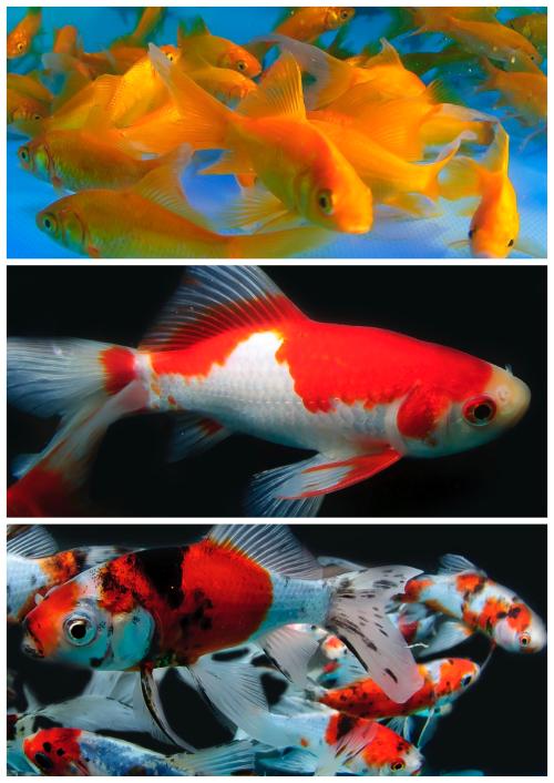 Mix Gullfisk 8-15cm 