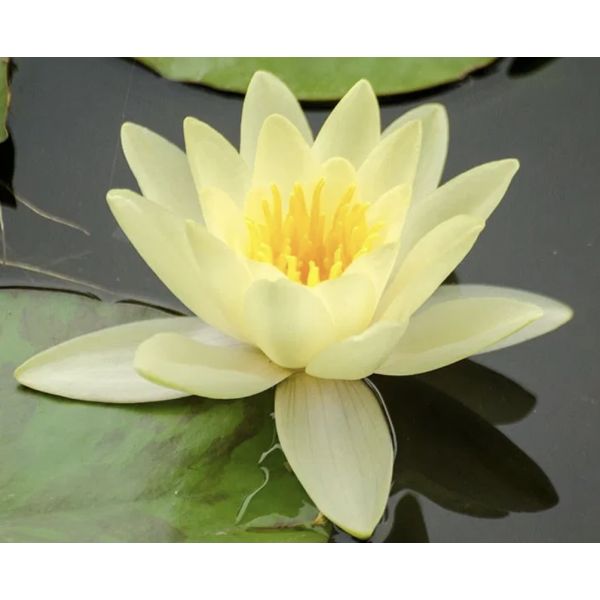 Gul Vannlilje / Nymphaea 