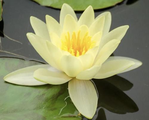 Gul Vannlilje / Nymphaea 