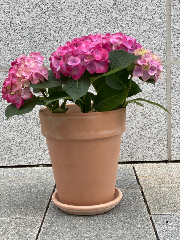 Terrakotta potte 26cm - inkl underfat - Image 4