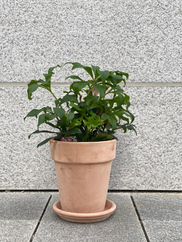 Terrakotta potte - Image 3