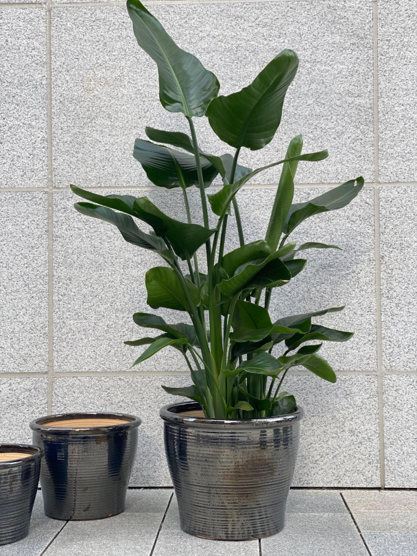 Stor Svart - Utepotte Frostsikker - Image 7