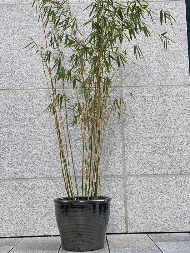 Svart Medium - Utepotte Frostsikker - Image 1