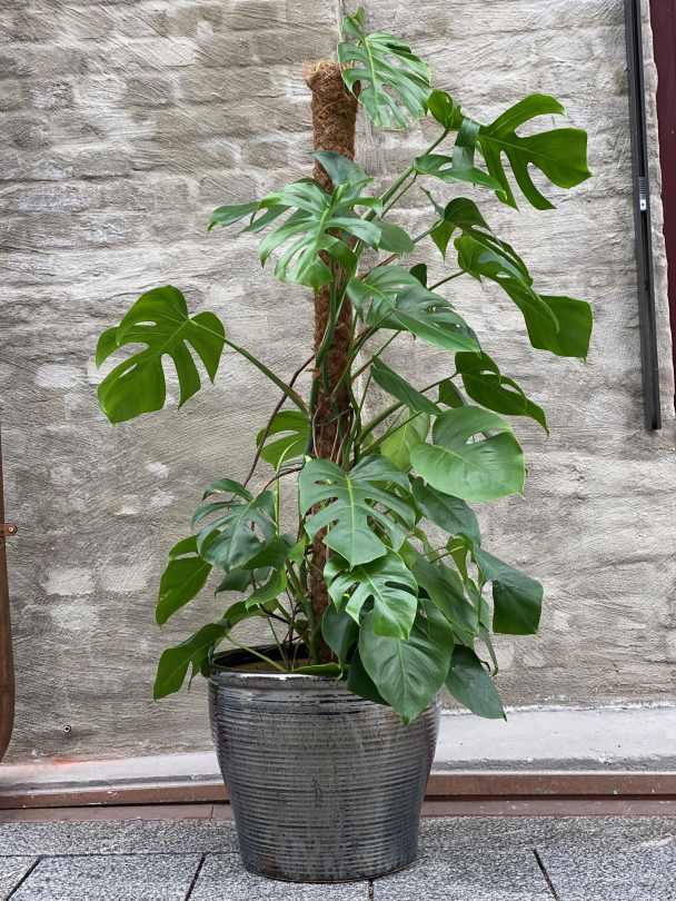 Stor Svart - Utepotte Frostsikker - Image 10