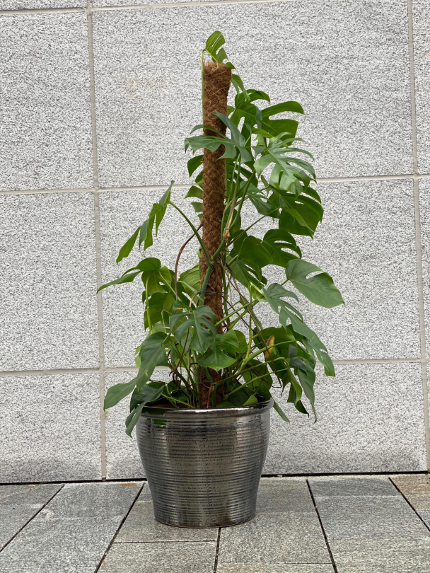 Stor Svart - Utepotte Frostsikker - Image 11