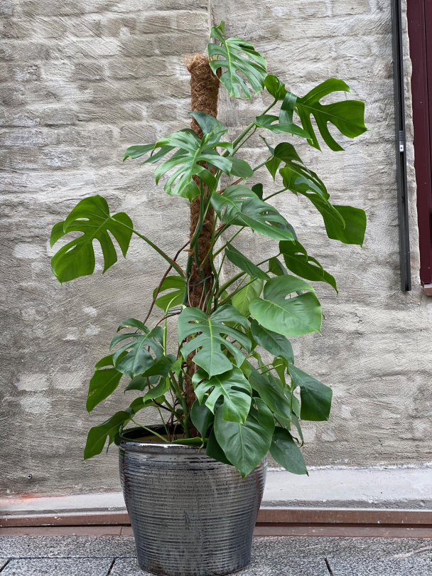 Stor Svart - Utepotte Frostsikker - Image 12