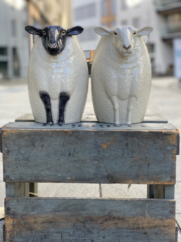 Sau - vase fra Quail (Sheep "suffolk") - Image 9