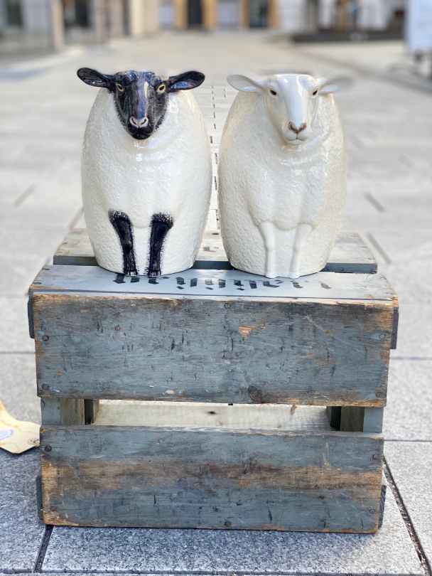 Sau - vase fra Quail (Sheep "suffolk") - Image 12