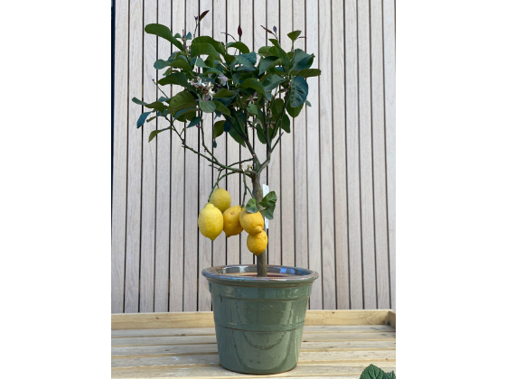 Sitron tre - yellow lemon tree (CITRUS LIMONE)
