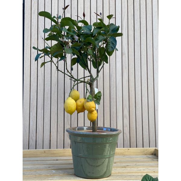 Sitron tre - yellow lemon tree (CITRUS LIMONE)