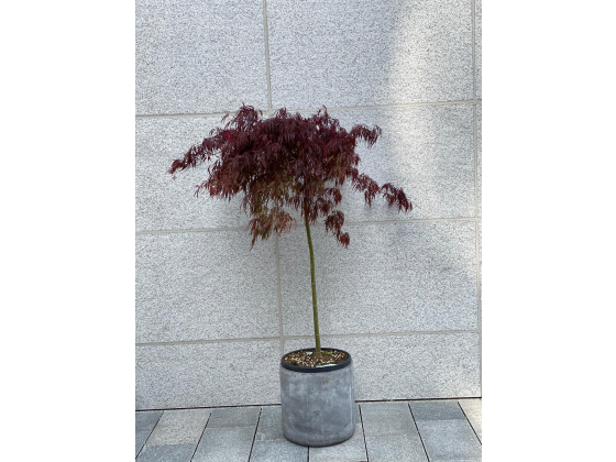 Japansk blodblønn /Viftelønn - 2,4m høy (Acer palm - Ariadne) 