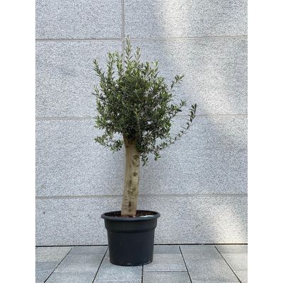 Oliventre (XL- lavt) - 2 meter/ tjukk stamme