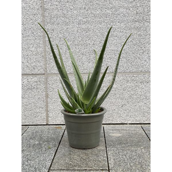 Aloe Vera - mirakelplante
