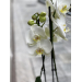 Orkidé - storblomstret Phalaenopsis