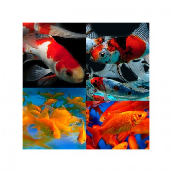 Gullfisk 13-20cm  10 for 3000,-