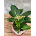 Philodendron