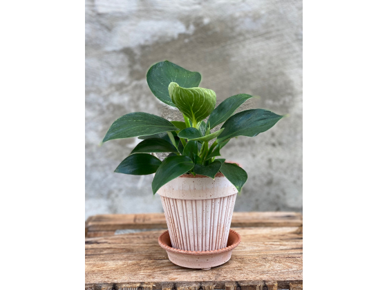 Philodendron