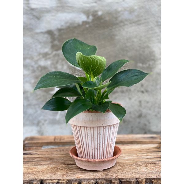 Philodendron