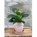 Philodendron