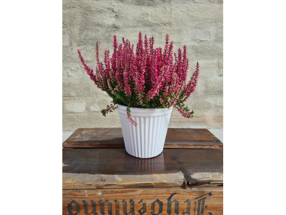 Calluna - Lyng