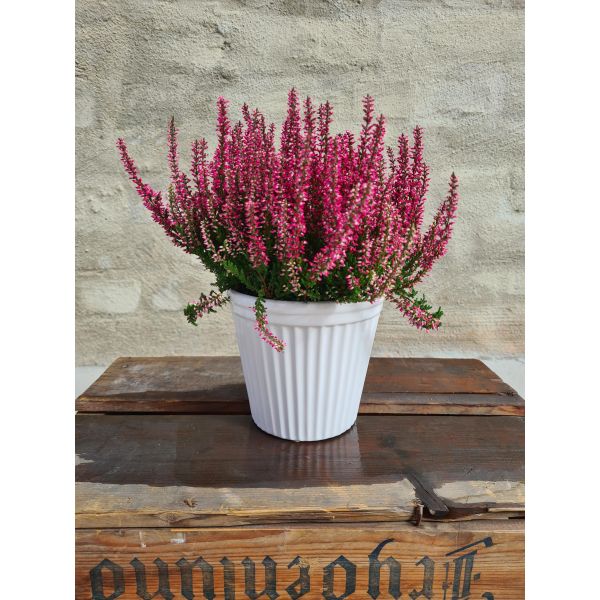 Calluna - Lyng