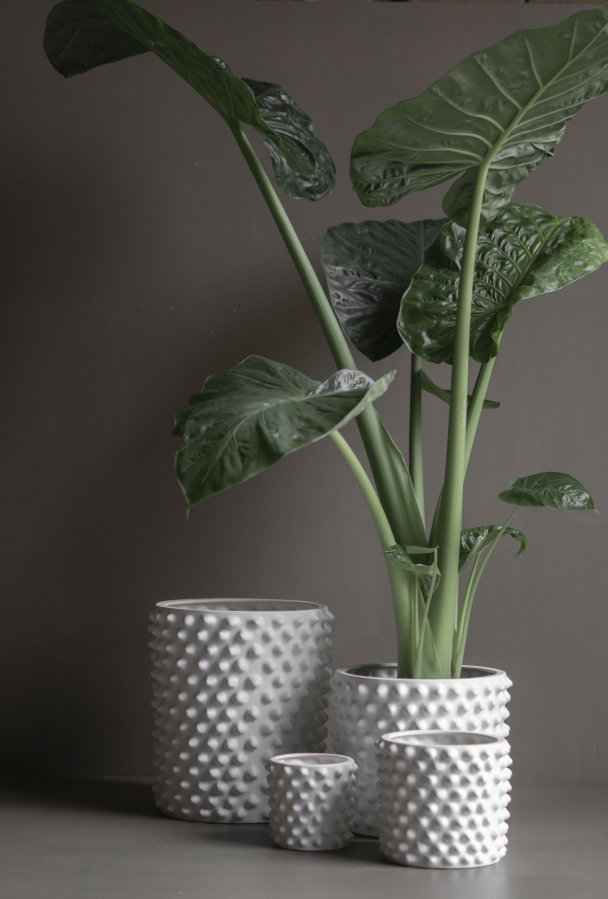 DBKD - Cloudy Potte - Image 6