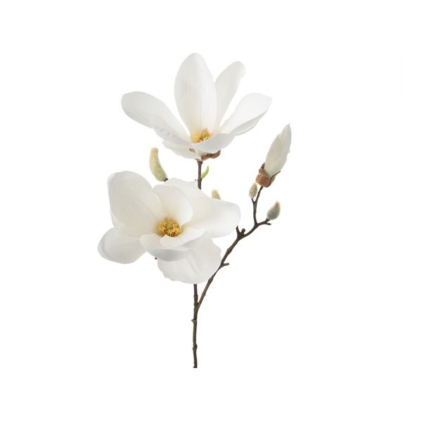 Magnolia