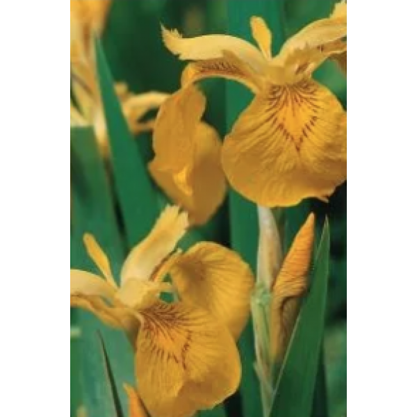 Gul sumpiris (Iris Pseudacorus)