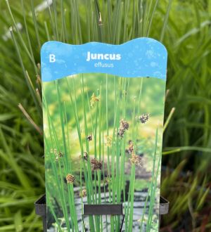 Juncus Effusus
