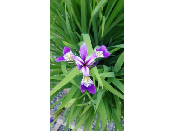 Iris, Lilla