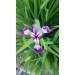 Iris, Lilla