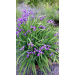 Iris, Lilla