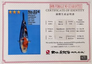 Dainichi sertifikat Showa 55cm