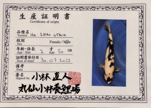 Kobanjashi sertifikat HQ Shiro utsuri 52cm