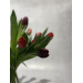 Tulipaner 