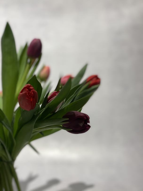 Tulipaner  - Image 2