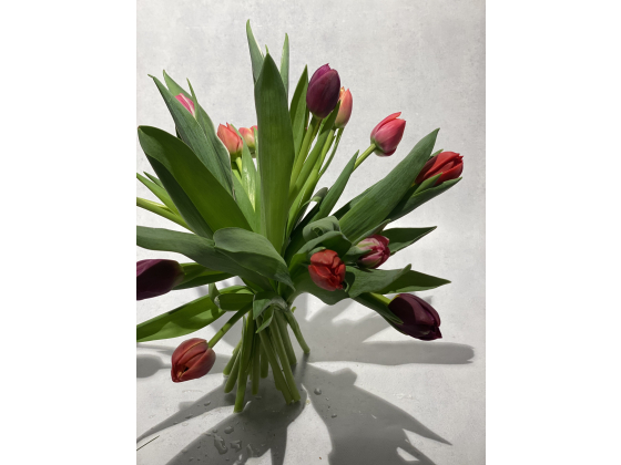 Tulipaner 