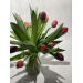 Tulipaner 