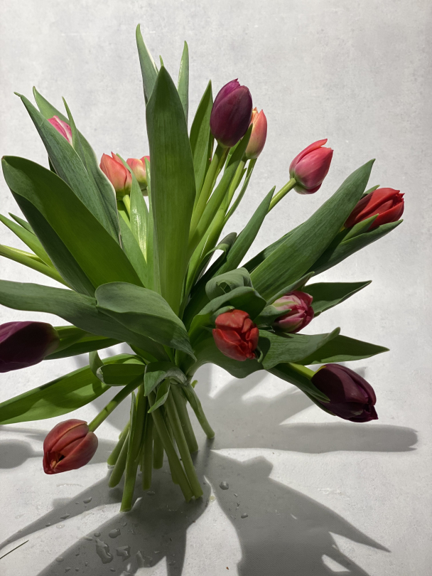 Tulipaner  - Image 1