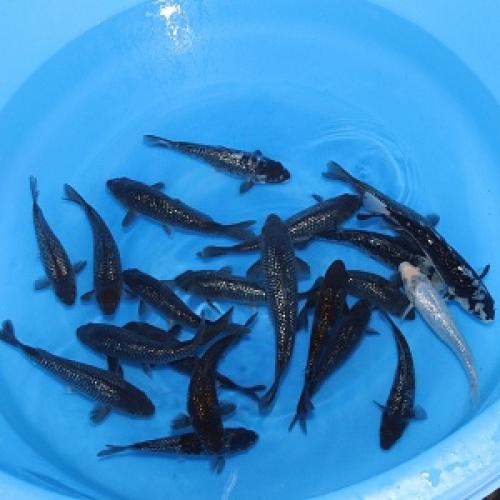 Nisai Tateshita Black Special!!30-40cm