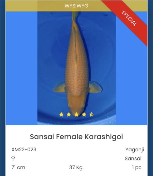 Female Karashigoi 83cm!! 