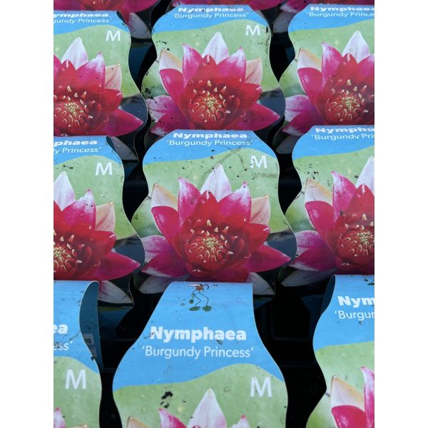 Nymphaea ‘Burgundy Princess’