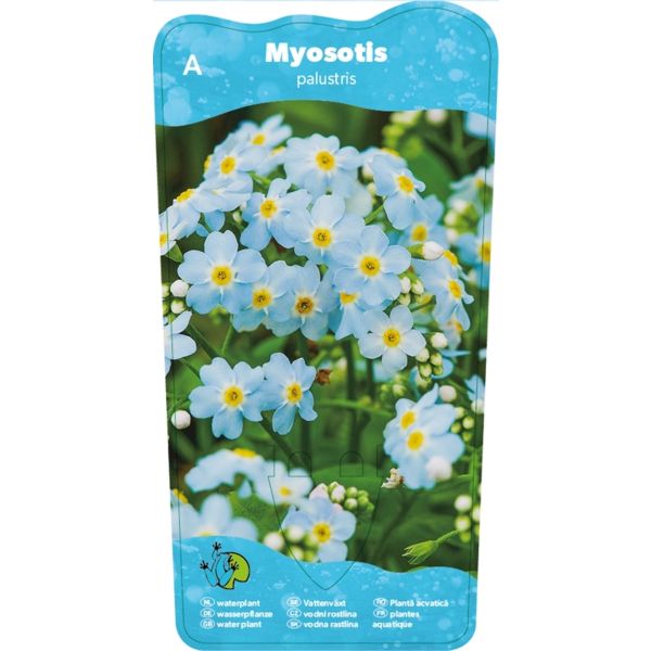 Sumpforglemmegei (Myosotis palustris)