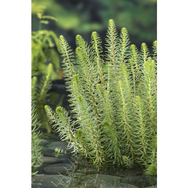 Hestehale - (Hippuris vulgaris)