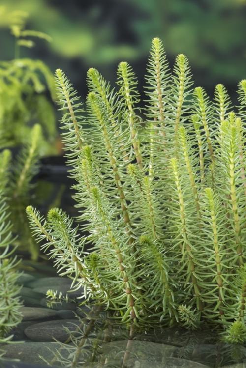 Hestehale - (Hippuris vulgaris)