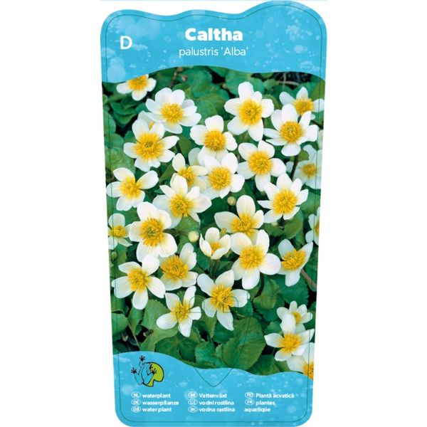 Hvit bekkeblom (Caltha palustris Alba)