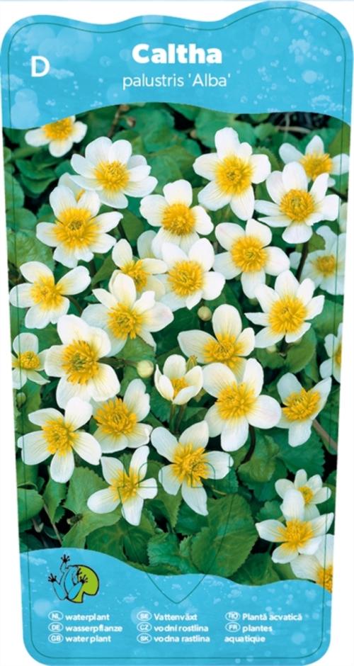 Hvit bekkeblom (Caltha palustris Alba)