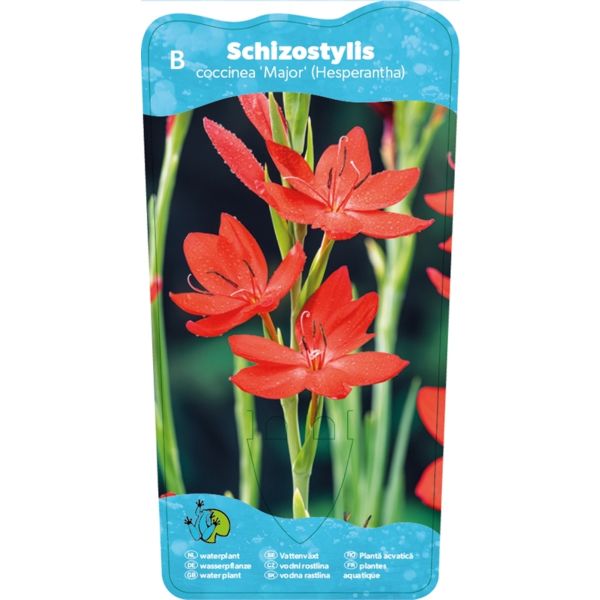 Rød Kafferlilje ( Schizostylis coccinea Major )