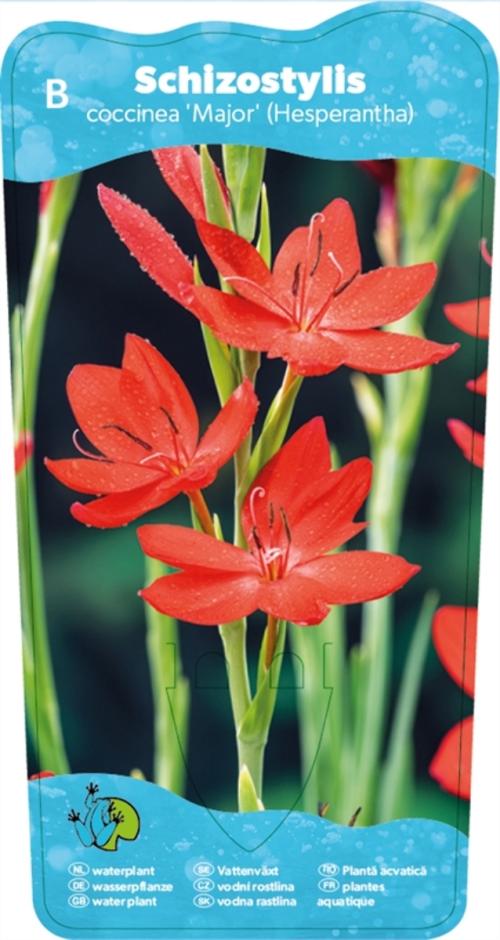 Rød Kafferlilje ( Schizostylis coccinea Major )